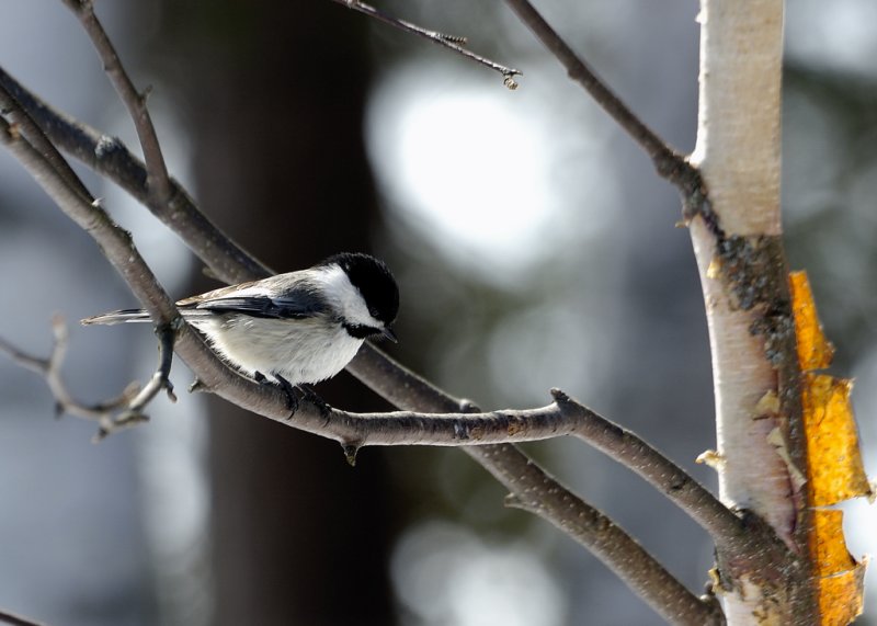 Msange  tte noire - Black capped chickadee