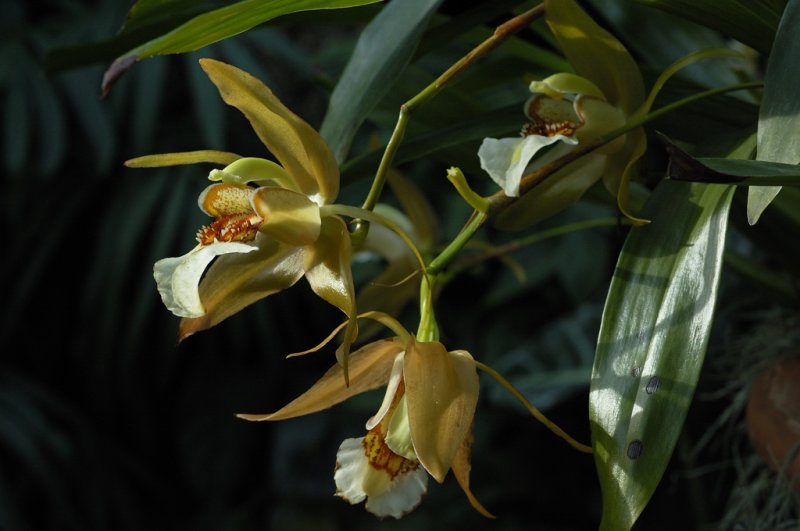 Orchide - Jardin Botanique de Montral