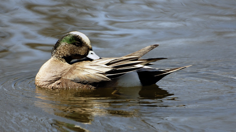 Canard siffleur d'Amrique - American wigeon