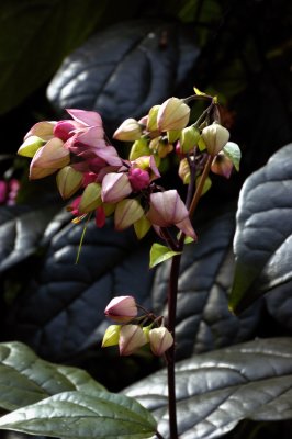 Nol au Jardin Botanique de Montral