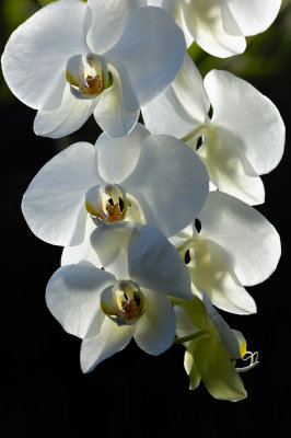 Orchid