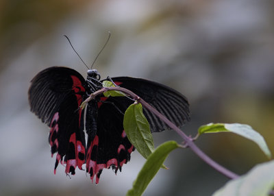 Papillons en libert