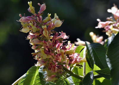 Fleurs de marronnier