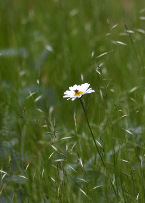 Marguerite