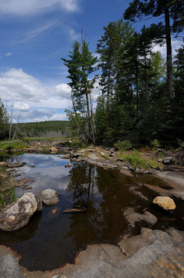 The old beaver dam