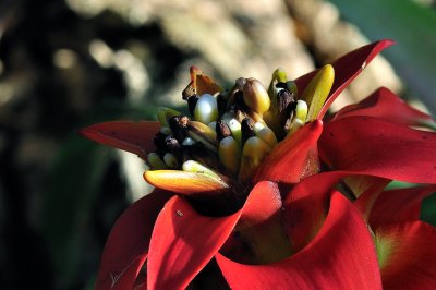 Au Jardin Botanique