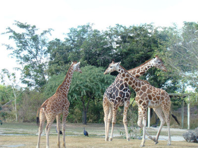 giraffes.jpg