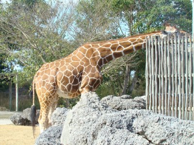 giraffes2.jpg