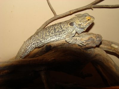 lizard.jpg