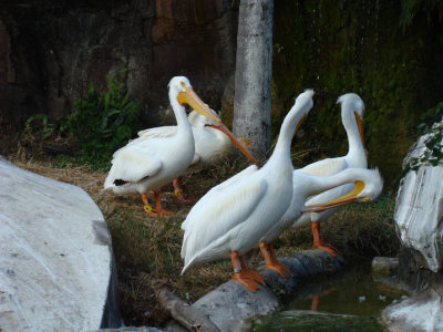 pelicans.jpg