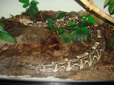 snake.jpg