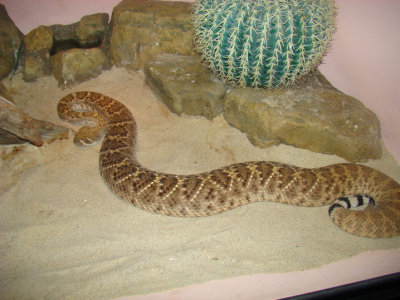 snake2.jpg