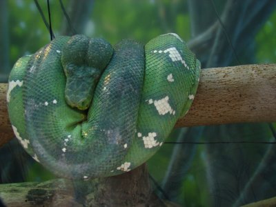 snake3.jpg