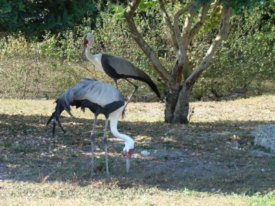 stork.jpg
