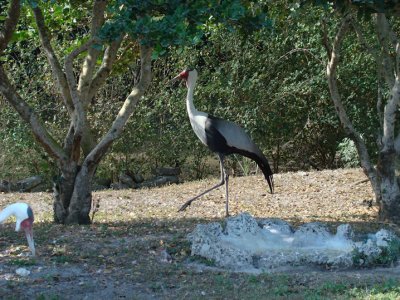 stork2.jpg
