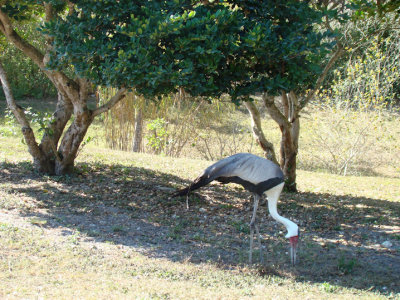 stork5g.jpg