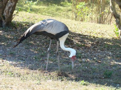 stork6best.jpg