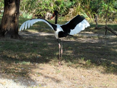 stork8.jpg