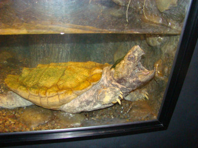 turtlea.jpg