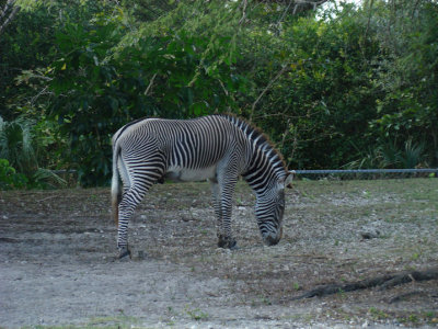 zebra.jpg
