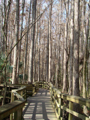 boardwalk.jpg