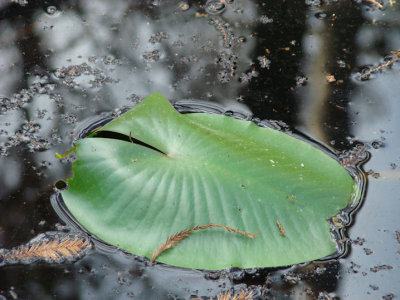 leaf.jpg