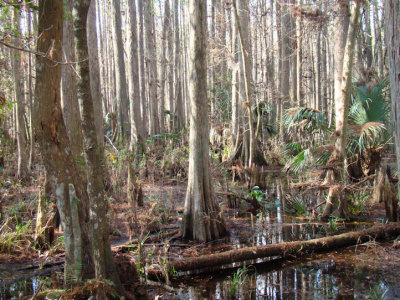 swamp.jpg