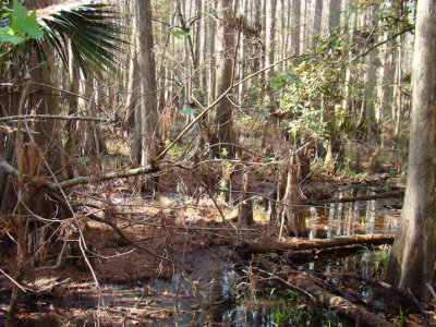 swamp2.jpg