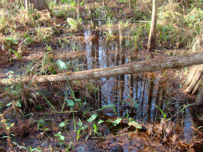 swamp3.jpg