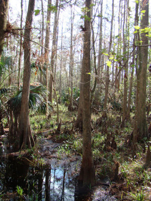 swamp4.jpg