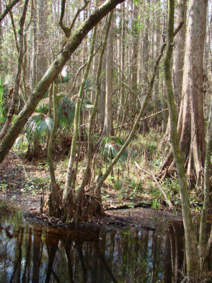 swamp6.jpg