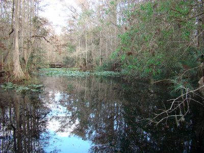 swamp7.jpg