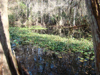swamp8.jpg