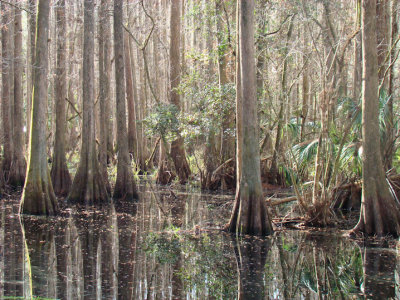 swampcyprus.jpg