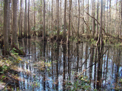 swampcyprus2.jpg