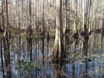 swampcyprus3.jpg