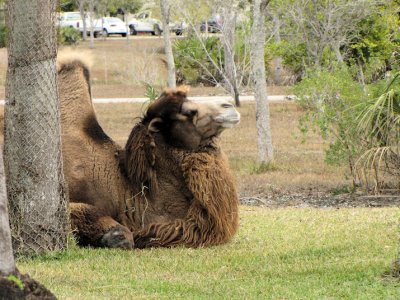 camel.jpg