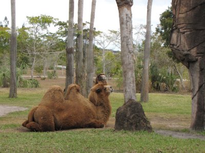 camel2.jpg