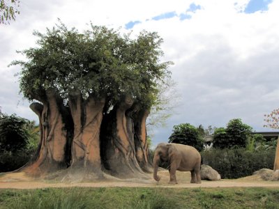 elephant.jpg