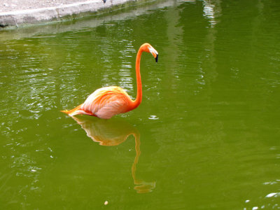 Flamingo.jpg