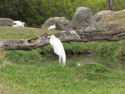 herons.jpg