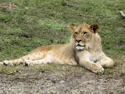 lion.jpg