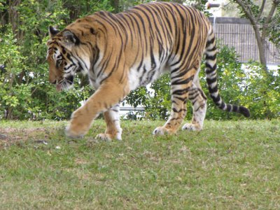 tiger.jpg