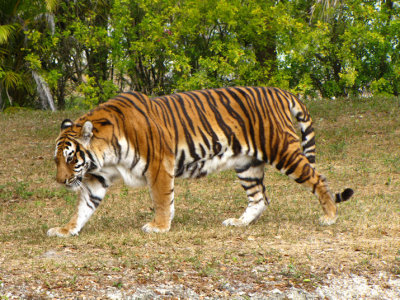 tiger4.jpg