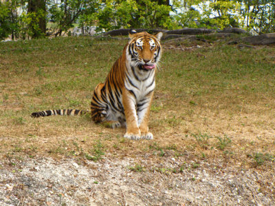 tiger5.jpg