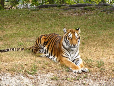 tiger6.jpg
