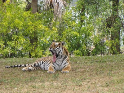 tigeryawning.jpg