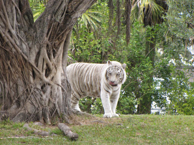 whitetiger2.jpg