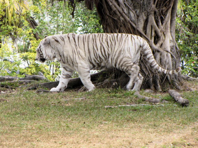 whitetiger4.jpg