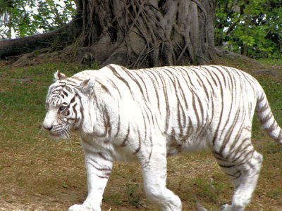 whitetiger5.jpg